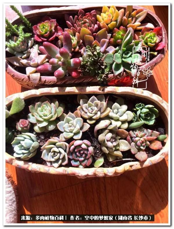 北陽臺黨，也有個多肉花園夢