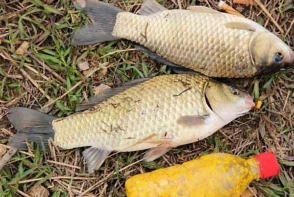 冬天越冷，魚就越不好釣？教你怎麼爆連大板鯽