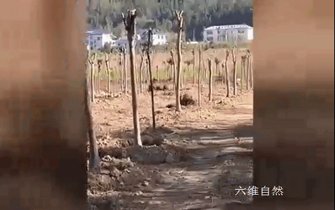 江西一隻野生梅花鹿下山尋找食物，卻被狗狂追，只能跳進水溝躲避