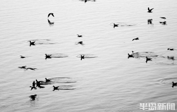 蒼鷺、海鷗、野鴨……候鳥大部隊集結白沙河