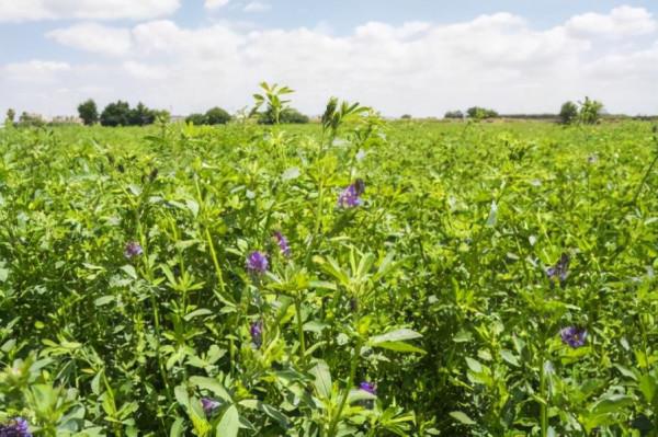 植物非試管高效快繁技術繁殖金葉蕕