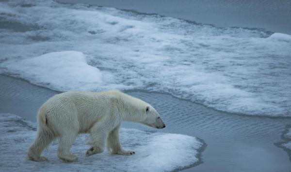 地球上的森林面積增加1倍後會發生什麼？人類將難以承受後果