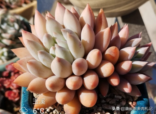 別養千佛手了，來養這6款多肉，雖然葉形相同，但養好後漂亮多了