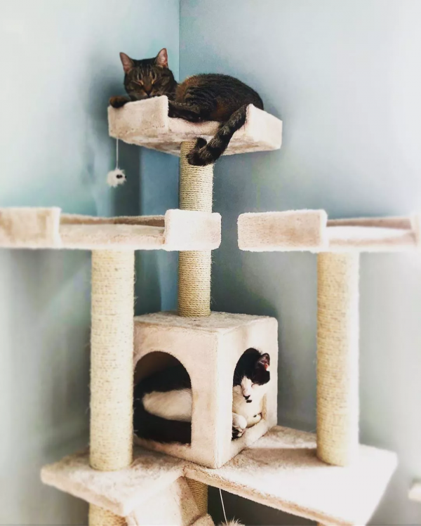 「趣味分享」這9個令人驚歎的貓爬架，一定有適合你家貓咪的