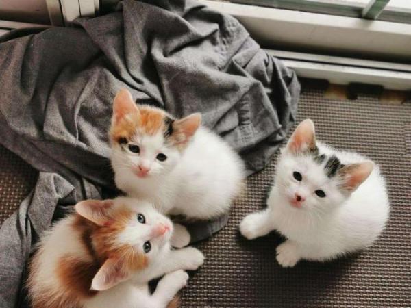 野生動物也會雜交，其後代有多慘？是否該禁止動物雜交？