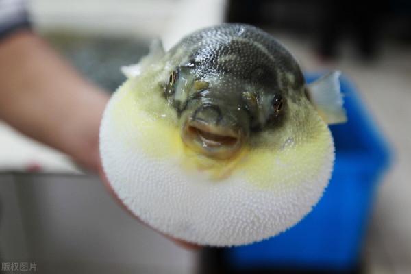 河豚本身含有劇毒，卻還是有人非常愛吃河豚，真的有那麼好吃？