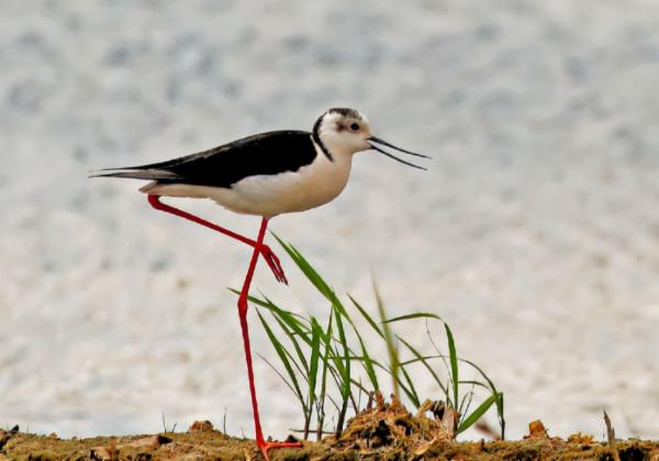 鷸怎麼讀？鷸的讀音和意思