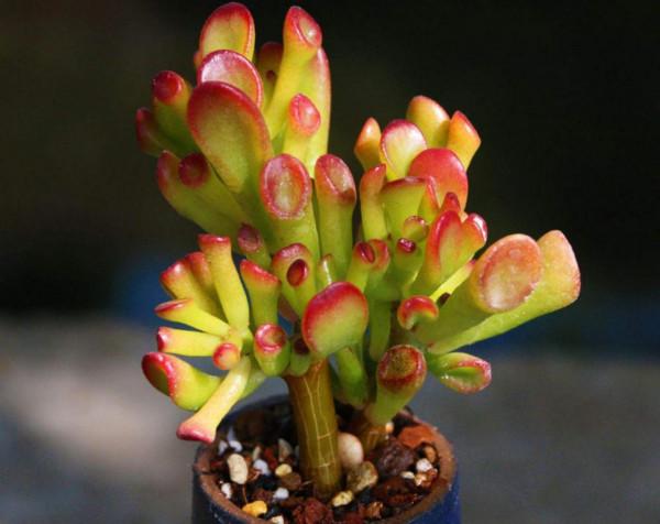 3種多肉喜歡住“小家”，“喝水”不多，長得賊好