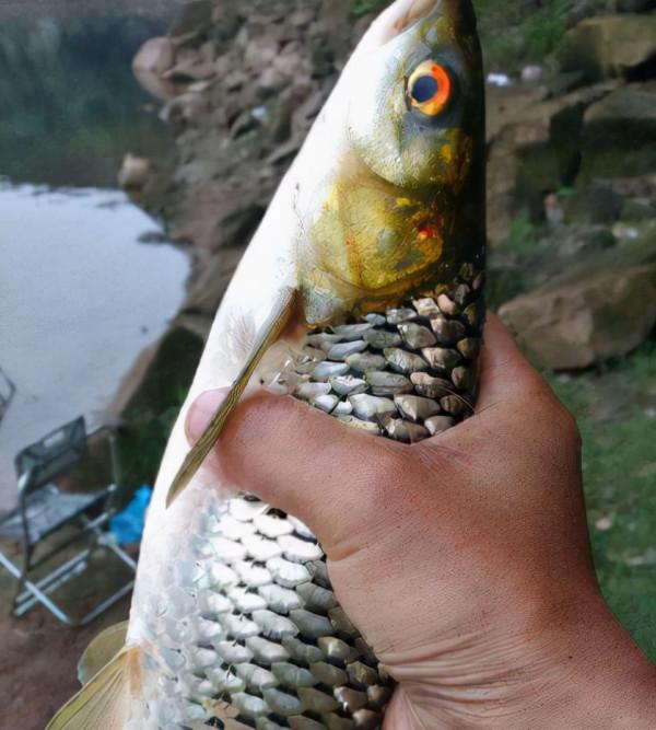 俗稱“野草魚”,過去河中隨便抓,如今野生少見,運氣好才能吃到 俗稱“野草魚”,過去河中隨便抓,如今野生少見,運氣好才能吃到
