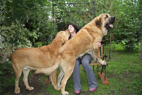 犬界哪些狗最兇猛?犬界四大金剛,非它們莫屬 犬界哪些狗最兇猛?犬界四大金剛,非它們莫屬