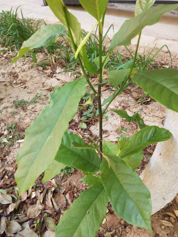 花園裡的“流氓”,都不是善類,沾上土就除不掉 花園裡的“流氓”,都不是善類,沾上土就除不掉