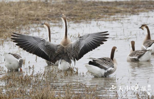 一道亮麗風景：美麗雁鵝翩翩起舞宿鴨湖