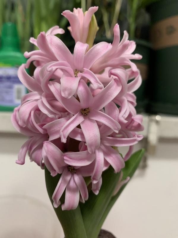 秋天土裡埋個“洋蔥頭”,成活很容易,開出絕美花箭 秋天土裡埋個“洋蔥頭”,成活很容易,開出絕美花箭