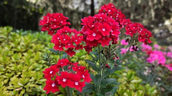 國慶節來龍潭公園賞花 國慶節來龍潭公園賞花