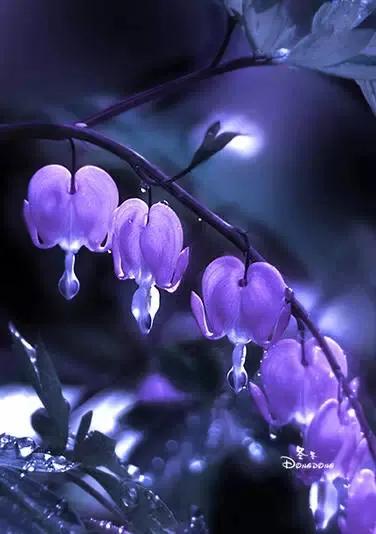 五律 * 詠荷包牡丹(原創:王葉) 五律 * 詠荷包牡丹(原創:王葉)