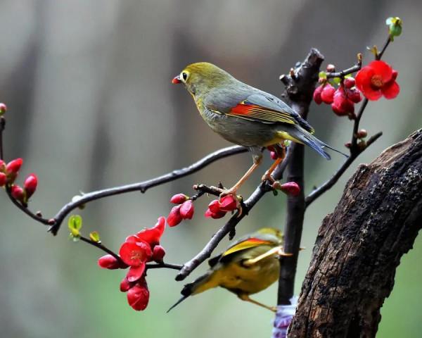 分享圖片，紅嘴相思鳥