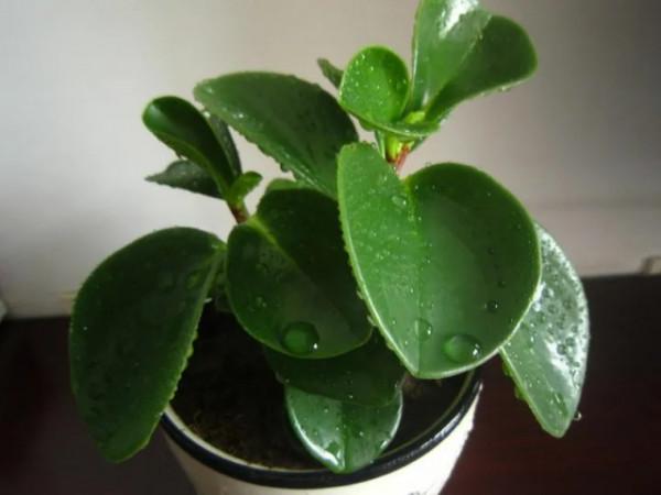 100種觀葉植物 | No.8 豆瓣綠養護攻略 100種觀葉植物 | No.8 豆瓣綠養護攻略