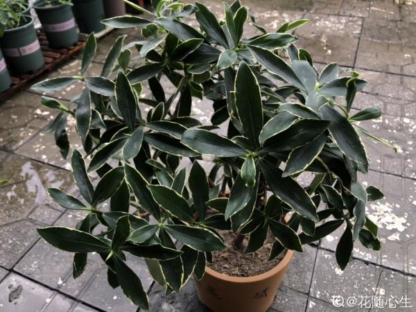 適合秋天養的12種花,耐陰又耐寒,秋冬長得更精神 適合秋天養的12種花,耐陰又耐寒,秋冬長得更精神