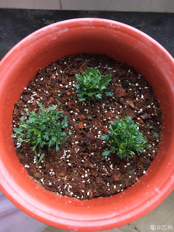 秋播時間到,掌握好播種技巧,出芽率直線上升 秋播時間到,掌握好播種技巧,出芽率直線上升