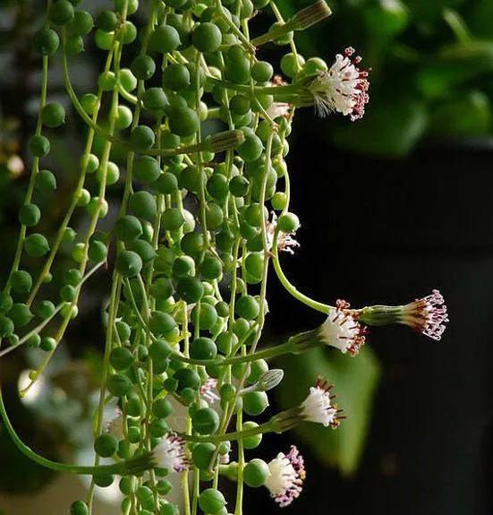 50種多肉開花欣賞，你養的開花了嗎？快來曬曬