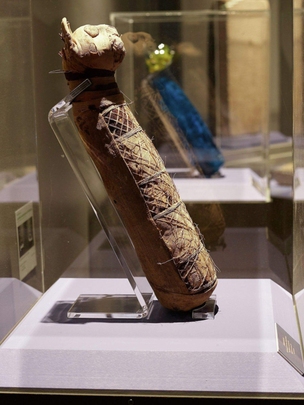 到底是人馴化了貓，還是貓馴化了人？