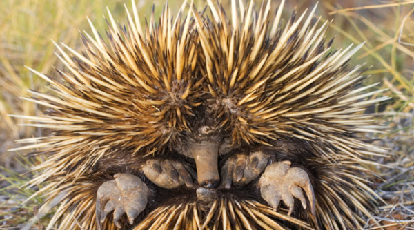 大自然裡帶刺的可愛的小動物們 大自然裡帶刺的可愛的小動物們