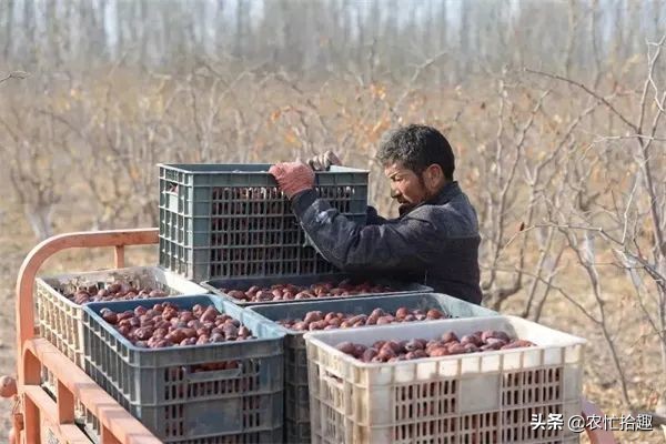 畝產跌破1000斤，採收完只能苦笑，果農：希望賣價高點