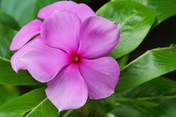 這才是正兒八經的花園：她用5種花，讓小院“秋色可餐”