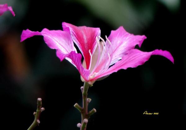 紫荊花，花大豔麗似彩蝶