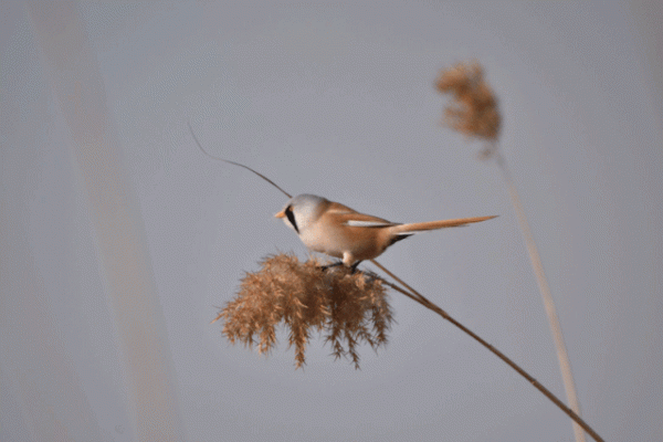 宛平湖拍鳥之文須雀