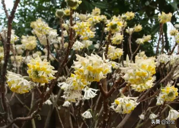 18種常見的先花後葉植物集錦 18種常見的先花後葉植物集錦