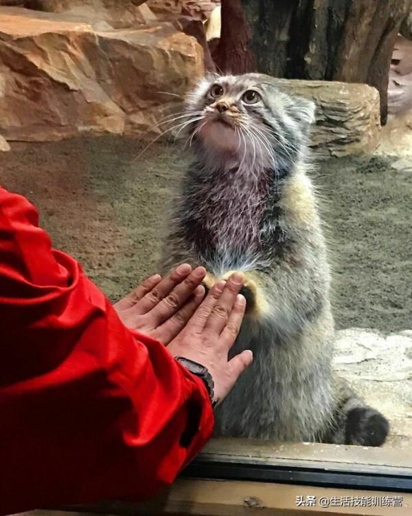 超治癒，50張可愛的寵物抓拍照片