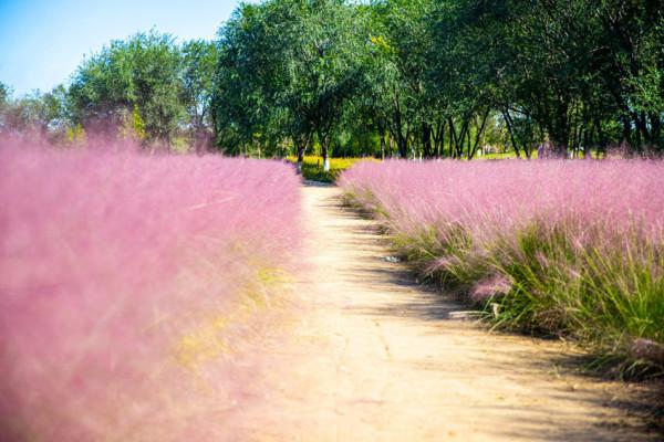 粉黛入秋色 北京豐臺又添旅遊新地標