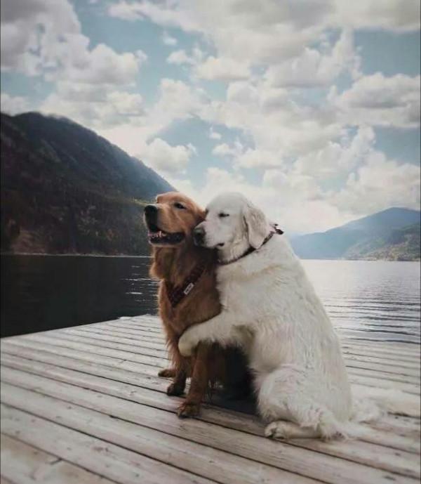 10條關於狗狗身上的冷知識，你真的瞭解汪嗎？