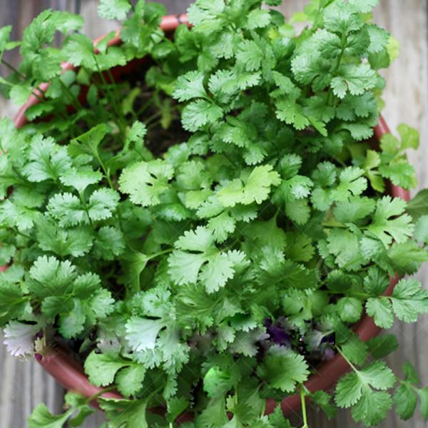 天冷了，陽臺種蔬菜，首選這8種，0度凍不死，吃一茬冒一茬