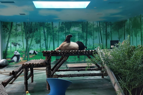 憨態可掬惹人愛！這樣的小可愛，誰能忍心拒絕呢？