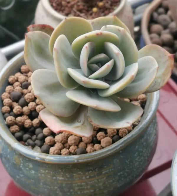 離家三個多月,肉肉還好嗎? 離家三個多月,肉肉還好嗎?