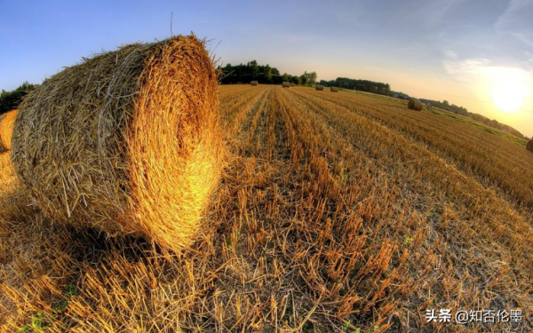 除了種植和養殖外，這3個專案也可做，本小利多，有“錢”途