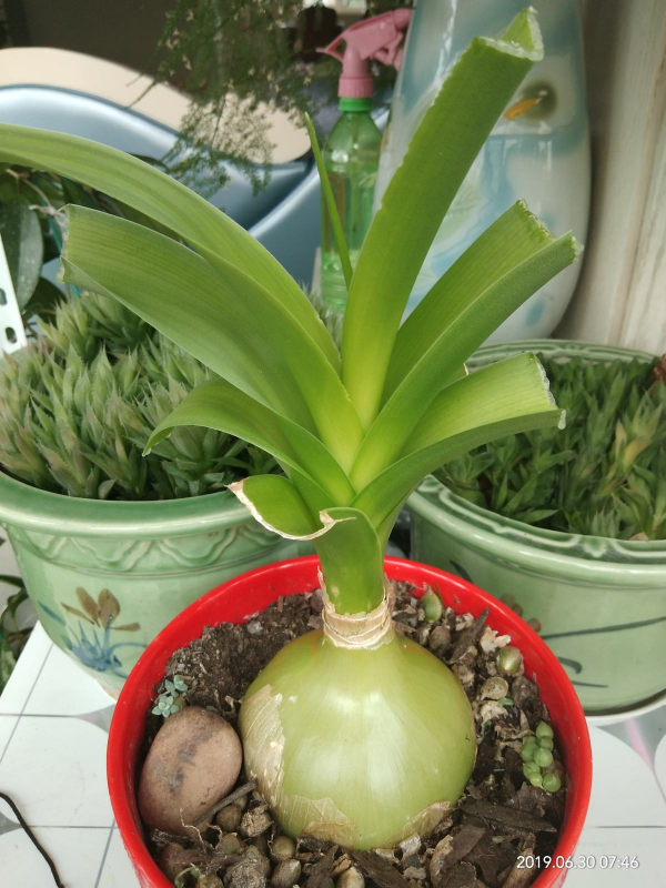 10種帶&OpenCurlyDoubleQuote;虎&rdquo;的花，虎年虎虎生風，認識的人真不多