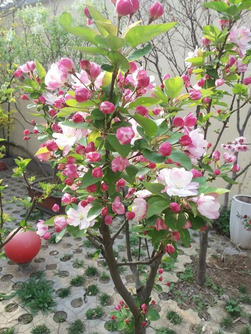 家裡有院子,建議種一些能觀賞的樹,小投入,大收穫,划算 家裡有院子,建議種一些能觀賞的樹,小投入,大收穫,划算