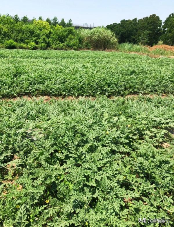 武漢最大島嶼——天興洲,是武漢的菜籃子,也是一片生態淨土 武漢最大島嶼——天興洲,是武漢的菜籃子,也是一片生態淨土