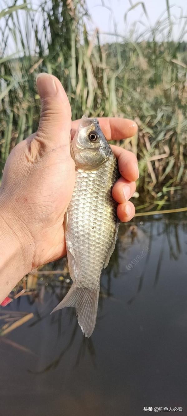 秋末時節野釣鯽魚,為何掛麥粒可以連竿 秋末時節野釣鯽魚,為何掛麥粒可以連竿