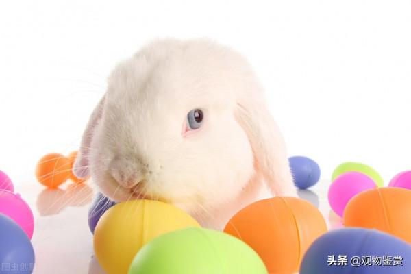 兔兔那麼可愛，為什麼要吃兔兔，下一句是什麼？