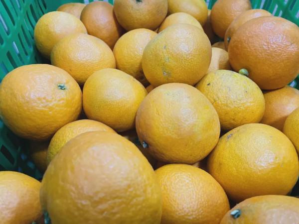 在柏林陽光幼兒園,食材須過五關斬六將 在柏林陽光幼兒園,食材須過五關斬六將