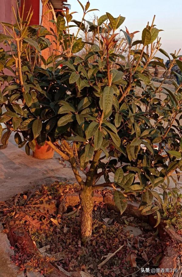 丹桂樹長勢良好開花不多啥原因