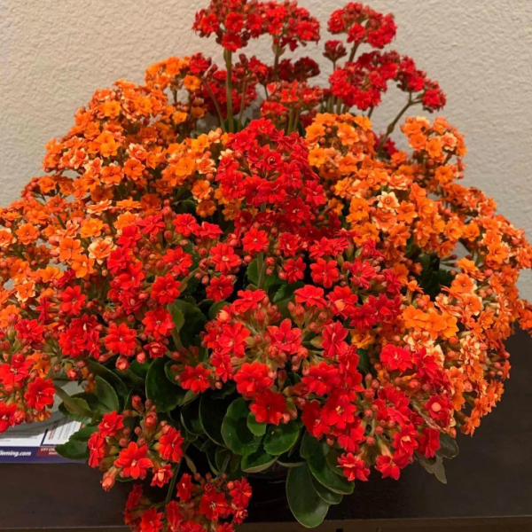 6種“吉祥花”，曬曬大太陽，紅紅火火開一冬，富貴滿屋子