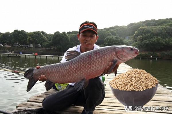 釣青魚窩料怎樣泡效果好？釣青魚用哪種味型？青魚窩料的製作方法