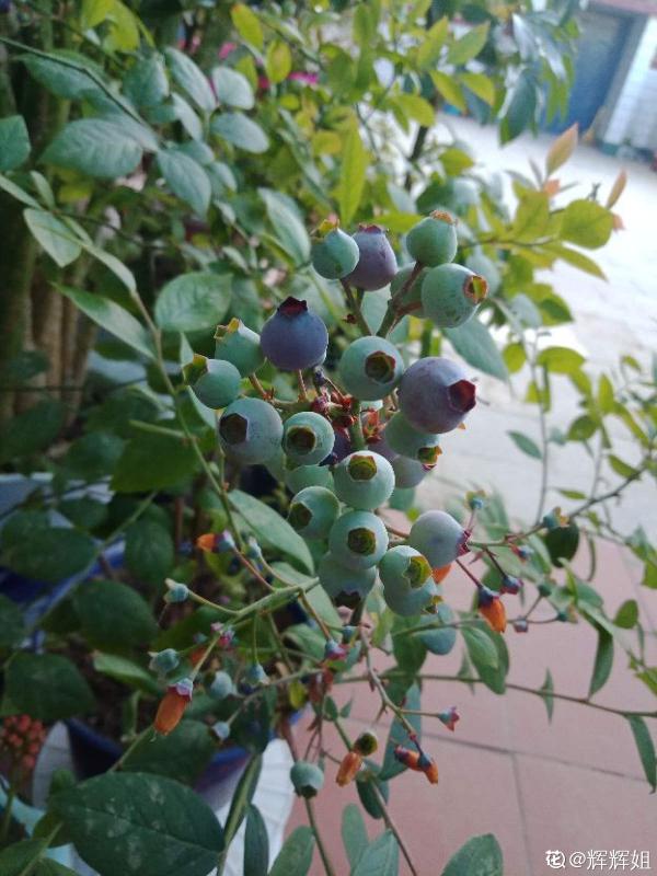 市面藍莓貴又小，別慌！曬曬太陽澆澆水，家裡也能盆栽藍莓
