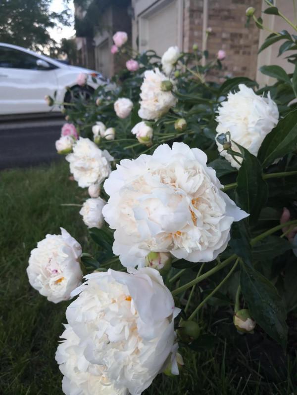 芍藥在渥太華的house前很普遍