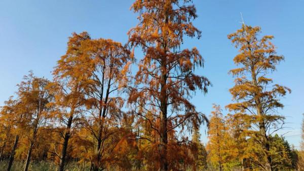 有一種紅叫紅杉林,驚豔了秋色,你去打卡了嗎? 有一種紅叫紅杉林,驚豔了秋色,你去打卡了嗎?